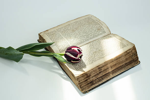 istock Old ancient german book and a tulip with isolated background 532177976