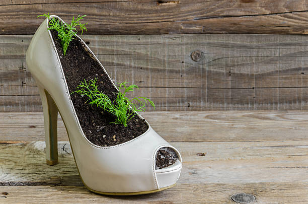 istock Chamomile planted in a shoe or heel 532177990
