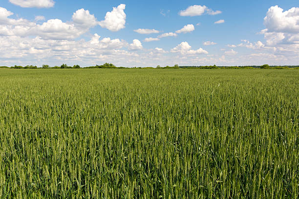 istock Green wheat field in a sunny day 532178498