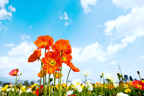 istock Field of corn poppy flowers 532179204