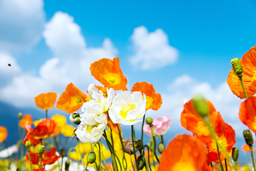 Field of corn poppy flowers against cloudy background.