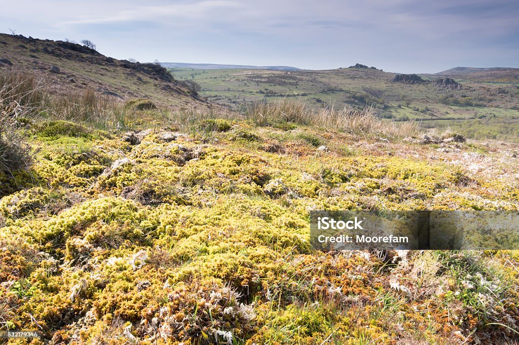 Area of raised bog and sphagnum moss on Dartmoor Near Haytor is an area of raised bog covered in Sphagnum moss. Often these places are of the quaking bog type which move up and down when stood on. Sphagnum Stock Photo