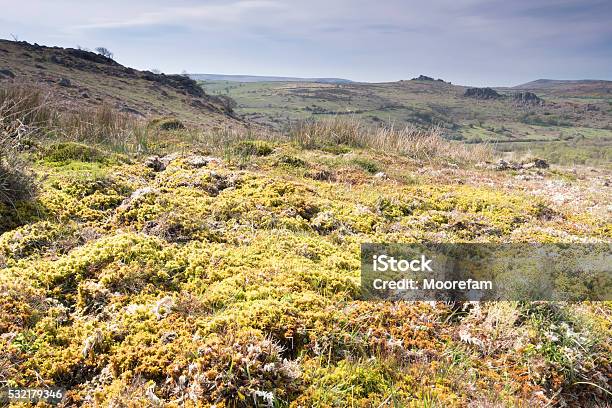Area Of Raised Bog And Sphagnum Moss On Dartmoor Stock Photo - Download Image Now - Sphagnum, Dartmoor, Bog