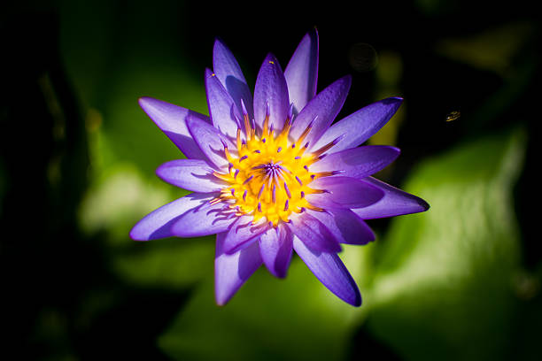 istock Lotus flower and Lotus flower plants 532179904