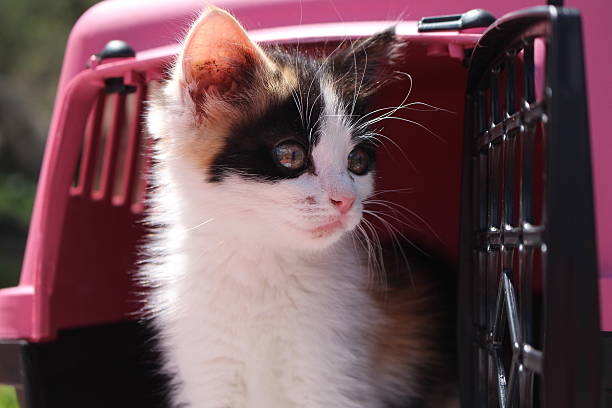 istock Cute Kitten Looking out of his box 532180120