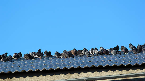 istock Pigeons on the roof against blue sky background 532180464
