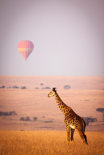 Giraffe below a distant hot air balloon - Masai Mara, Kenya