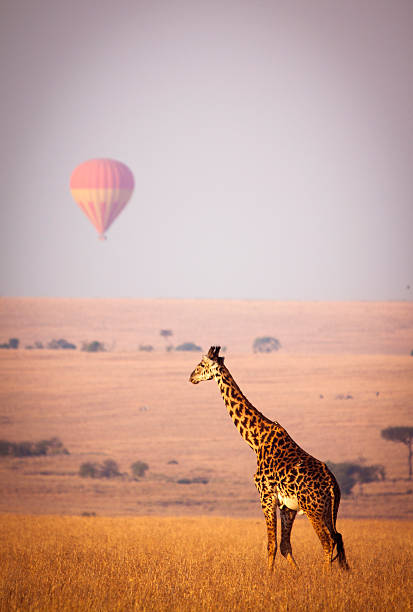 Giraffe and balloon Giraffe below a distant hot air balloon - Masai Mara, Kenya masai giraffe stock pictures, royalty-free photos & images