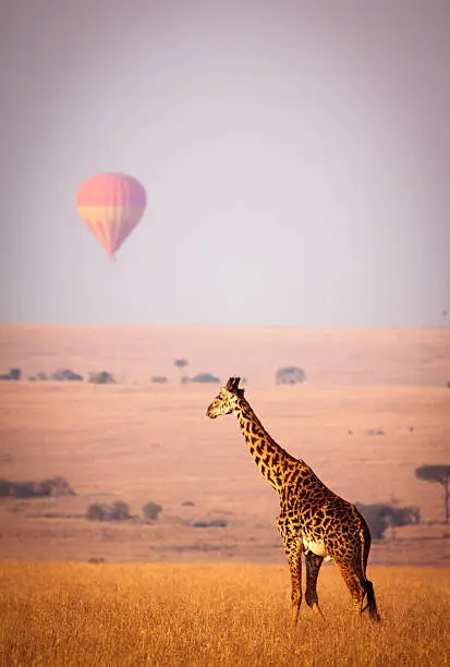 Giraffe below a distant hot air balloon - Masai Mara, Kenya