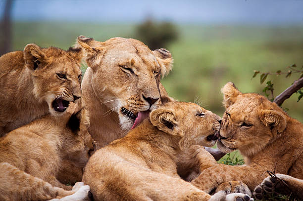Mother and lion cubs Four lion cubs grooming with their mother – Masai Mara, Kenya maasai mara national reserve photos stock pictures, royalty-free photos & images