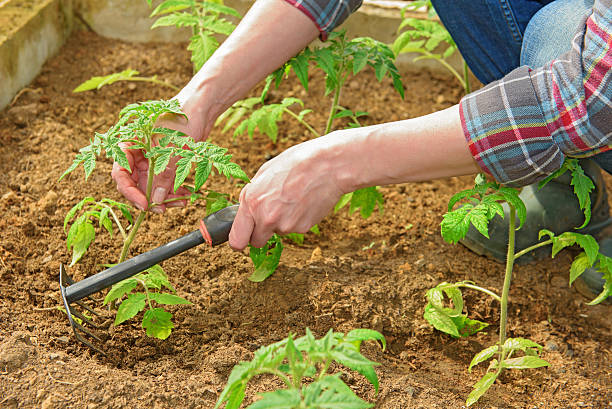 istock Woman  planting young seedlings 532181756