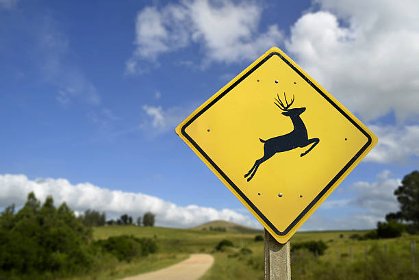 istock Deer crossing road sign for wildlife conservation 532182242