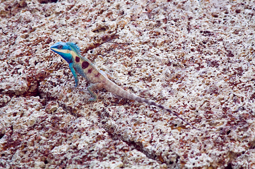 Blue head camouflage lizard on the same color rock