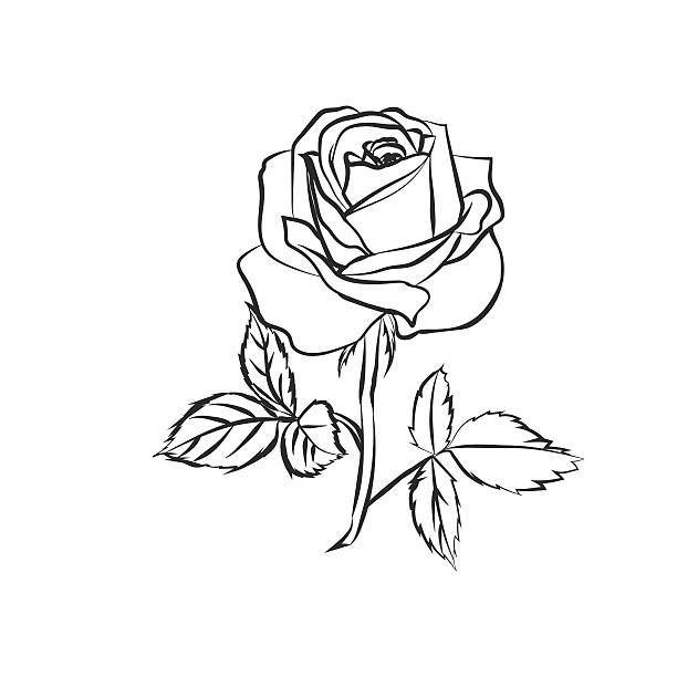 Rose Sketch On White Background Stock Illustration - Download Image Now -  Abstract, Beauty, Black Color - iStock