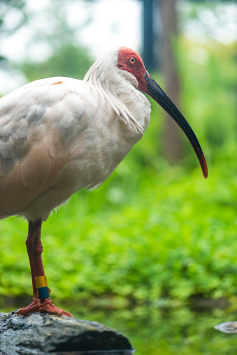 Japanese crested Ibis,  is a striking bird, with rose-tinted plumage, dark bill and pronounced crest. Is almost extinct, is very endangered, only he lives on Sado Island in Japan. 