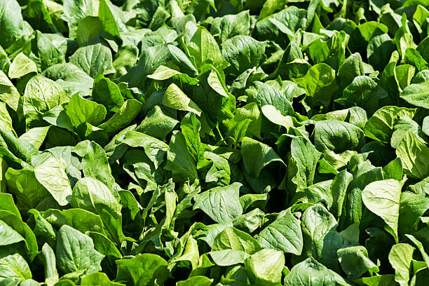 istock Green spinach in the farm 532183914