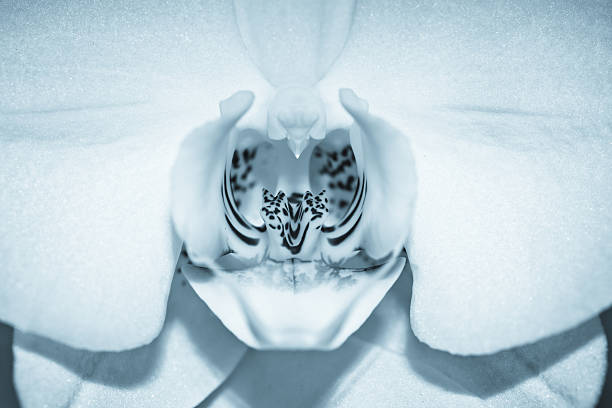 istock White orchid black and white with platinum blue detailed macro 532184012