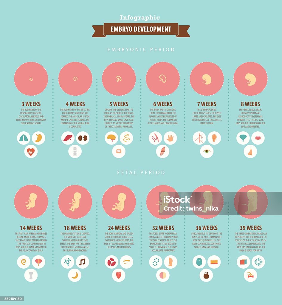 Daily Embryo Development Embryo Development Vector Infographic Stock Illustration - Download ...