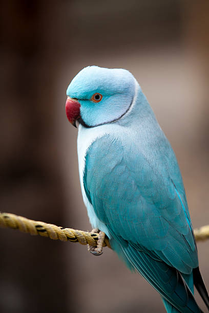 Blue Indian Ringneck Parrot stock photo