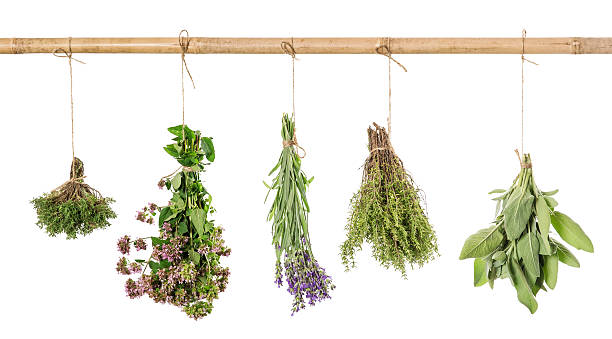허브 신선한 매달기 흰색 배경 단독 - lavender dried plant lavender coloured bunch 뉴스 사진 이미지