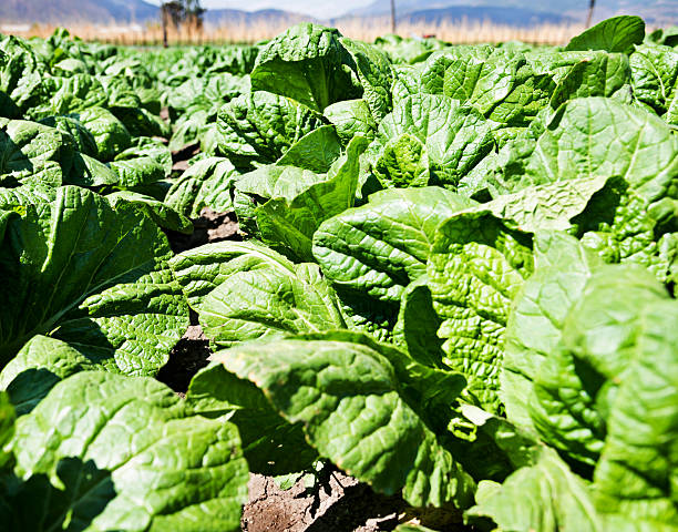istock Bok choy in the farm 532184838