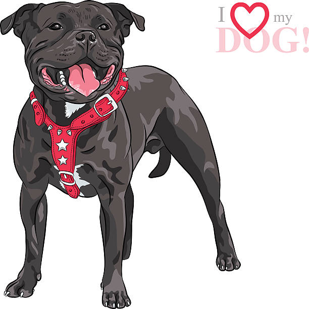 vector sketch dog staffordshire bull terrier breed - 比特犬 幅插畫檔、美工圖案、卡通及圖標