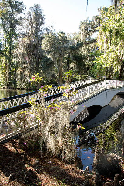 istock Long white bridge crossing a swamp 532185409