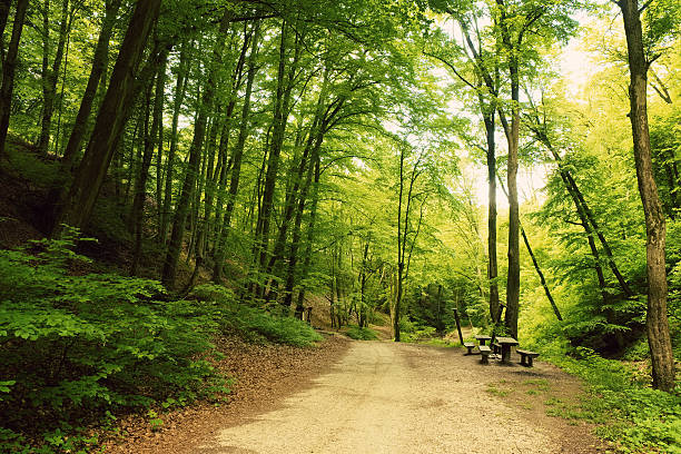 istock Road in the summer forest with camp 532185930