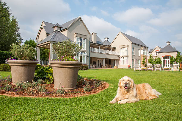 istock Golden Retriever Relaxing 532186135