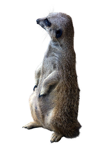 suricate ます。白い背景の上の分離 - feloidea ストックフォトと画像