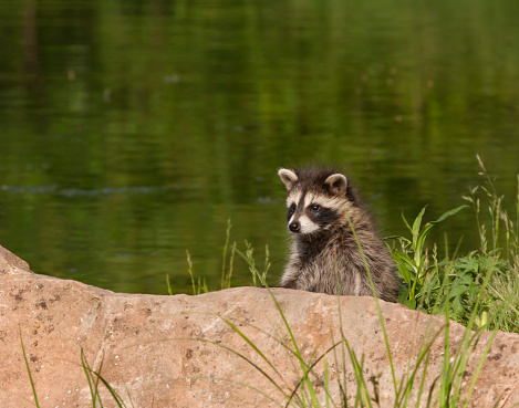 Young Raccoon Peeking Over A Rock Stock Photo - Download Image Now - Animal,  Animal Hair, Animal Wildlife - iStock