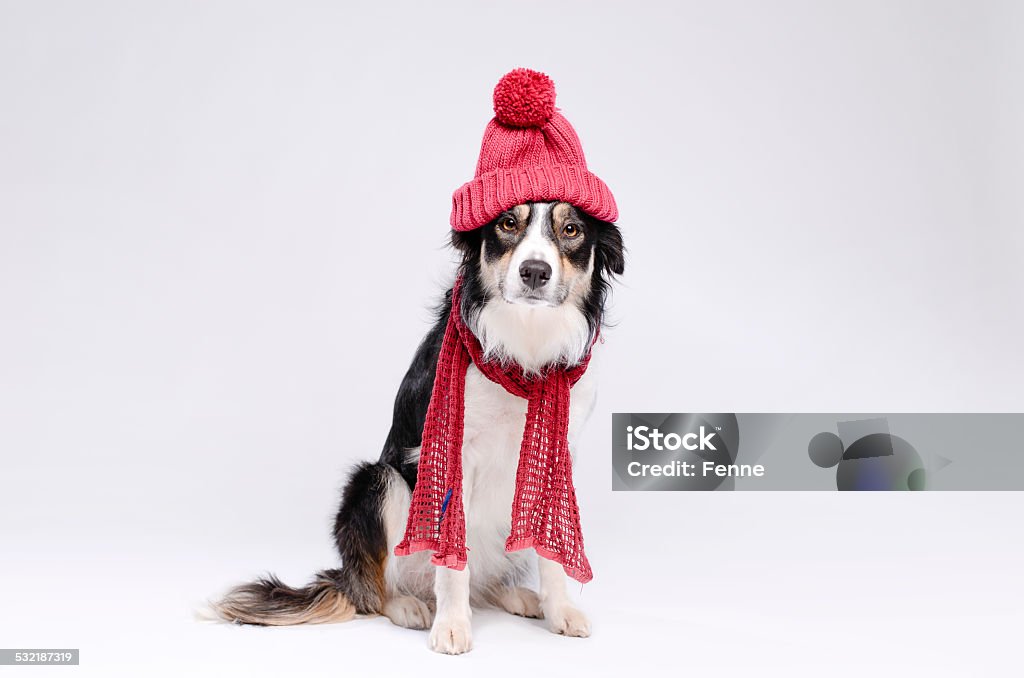 Cold winter dog Dog keeping warm for the cold winter Dog Stock Photo