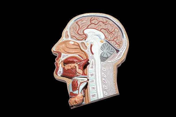 Model of human head and neck for study, isolated on black background