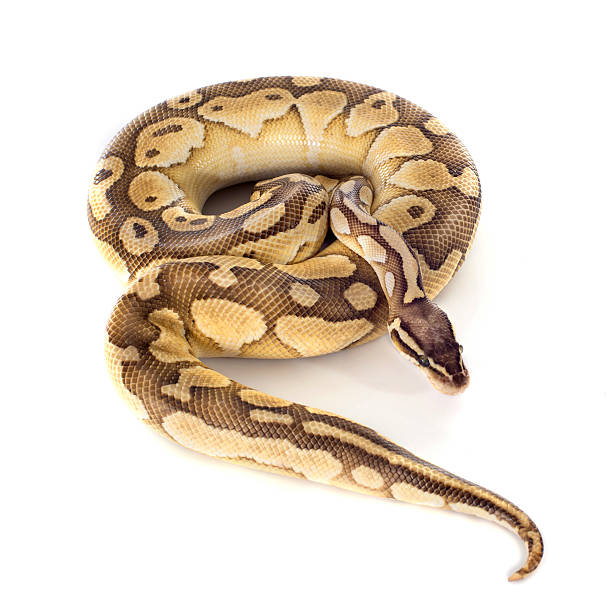 Python Photots 15 600+ Photos De Python Photos, taleaux et images libre de droits - iStock