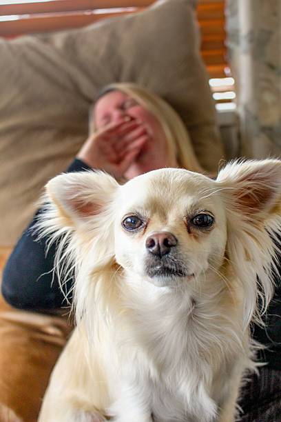 istock Yawning woman and dog 532188001