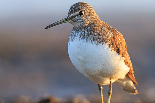 istock sandpiper at sunrise portrait 532188392