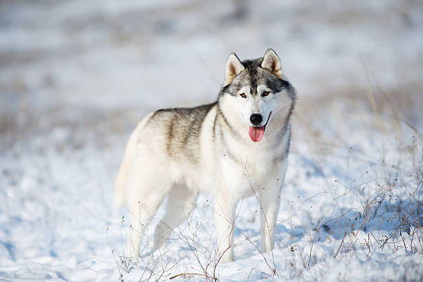 istock Husky in the snow 532188644