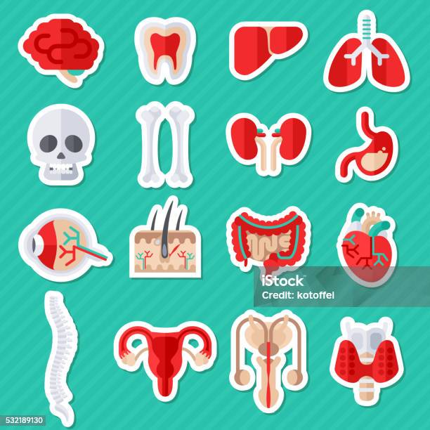 Ilustración de Iconos Plana De Órganos Internos Humanos Pegatinas y más Vectores Libres de Derechos de Anatomía - Anatomía, Asistencia sanitaria y medicina, Ojo