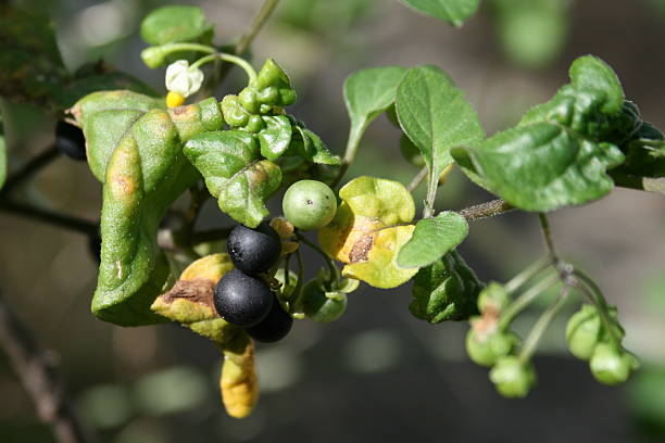 Solanum nigrum Close-up of Solanum nigrum solanum nigrum stock pictures, royalty-free photos & images