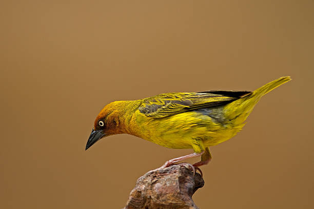 Cape Weaver perched on rock stock photo