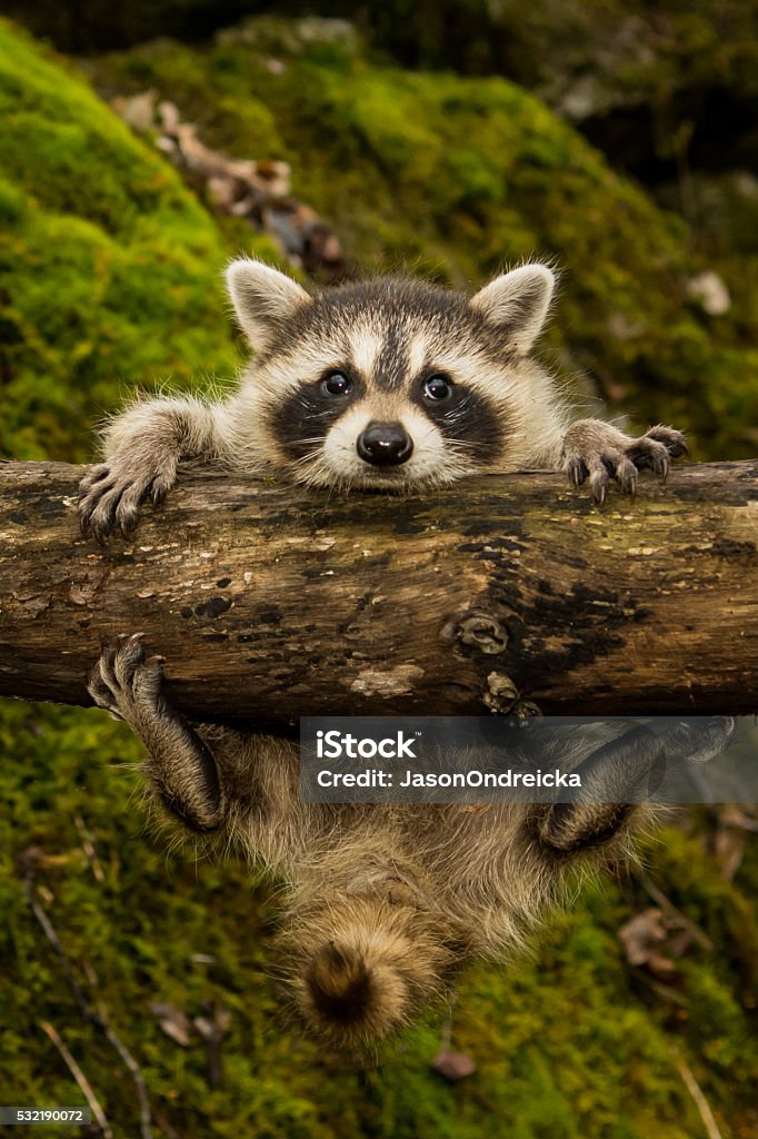 Baby Tabak - Lizenzfrei Tier Stock-Foto