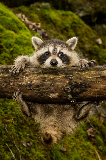 A baby raccoon slipping on a branch in the woods.