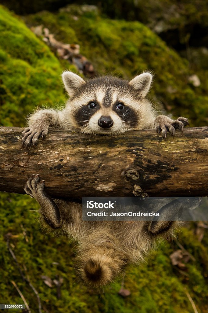 Baby Raccoon A baby raccoon slipping on a branch in the woods. Animal Stock Photo