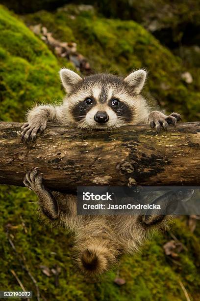 Baby Raccoon Stock Photo - Download Image Now - Animal, Humor, Raccoon