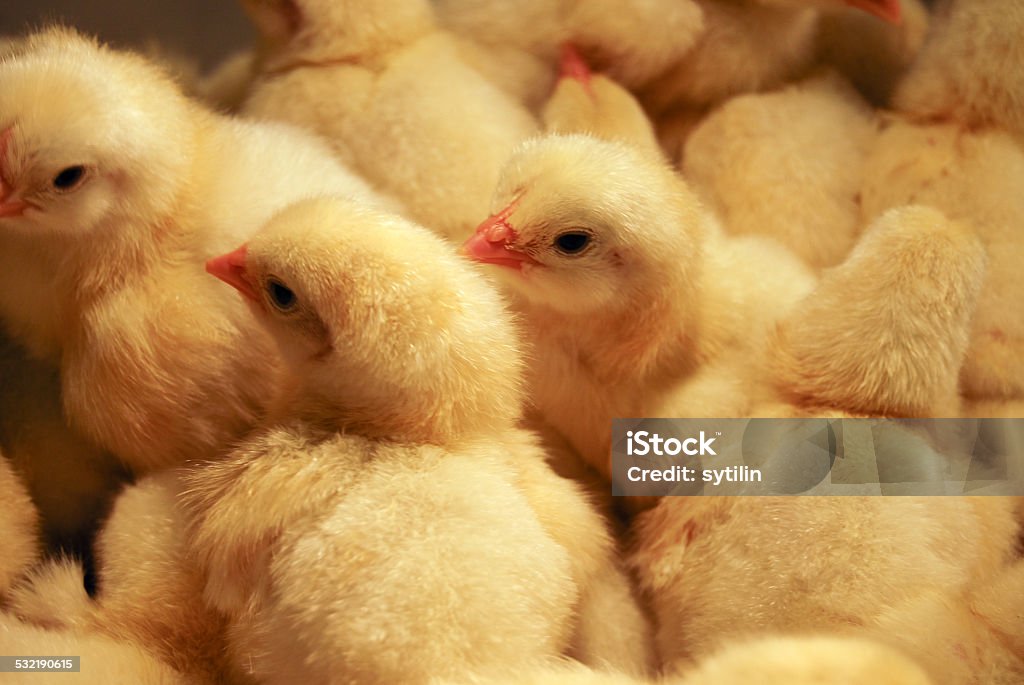 Background of chickens Chicken - Bird Stock Photo