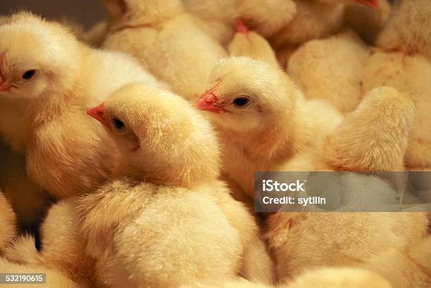 Background Of Chickens Stock Photo - Download Image Now - Chicken - Bird, Peeking, Poussin