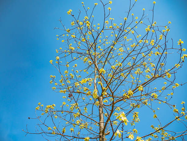 istock Spring tree with fresh green leaves on sunny day 532190700