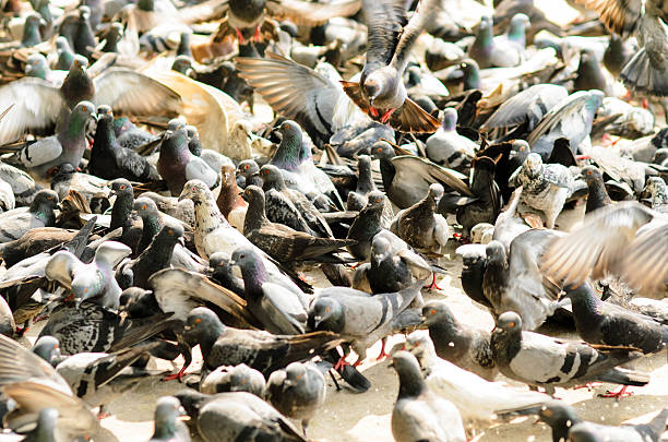 istock Pigeons waiting for feed at street. Bangkok 532190977