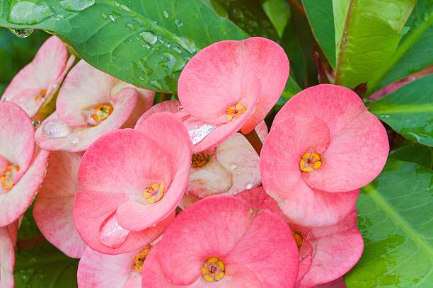 istock pink Euphorbia flower 532191779