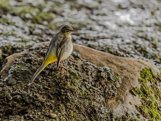 istock Yellow Wagtail [Motacilla flava] 532191977